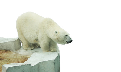 Obraz na płótnie Canvas white polar bear isolated on white background