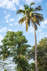 Obraz premium Coconut palm on blue sky background. Palm tree. Green Coconut Palm leaves close up. Tropical forest. Blue sky with white clouds. Relax. Travel. Tourism.
