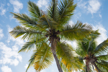 Fototapeta na wymiar Coconut palm on blue sky background. Palm tree. Green Coconut Palm leaves close up. Tropical forest. Blue sky with white clouds. Relax. Travel. Tourism.