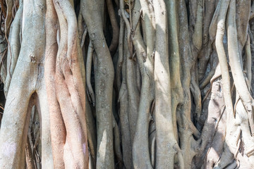 Banyan tree roots Closeup. Twisted roots of an old tree formed authentic natural pattern. Banyan tree trunk close up. Detailed texture of the banyan tree bark for background. 