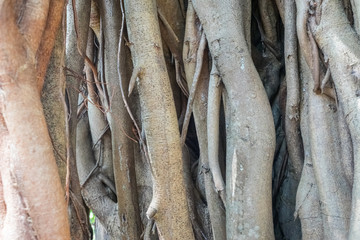 Obraz premium Banyan tree roots Closeup. Twisted roots of an old tree formed authentic natural pattern. Banyan tree trunk close up. Detailed texture of the banyan tree bark for background. 