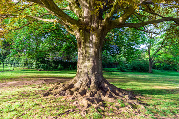 Fototapeta na wymiar large old tree growing in british park