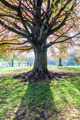 large old tree growing in british park