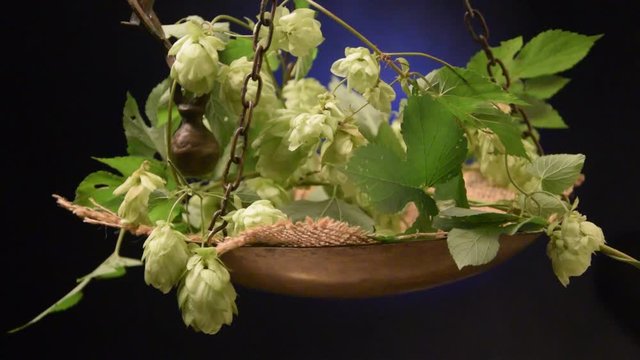 Humulus lupulus ft7109_0041