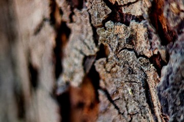 bark of a tree