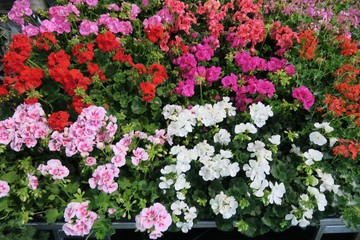 Feria de la primavera de Biescas Espa&ntilde;a