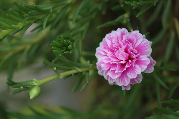 pink flower in the garden