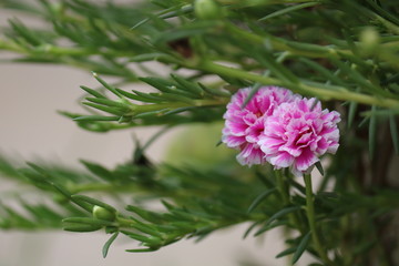 Fototapeta premium pink flower in garden