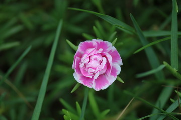 pink flower in garden