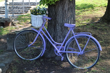 Fototapeta na wymiar Violet bike propped on tree in Tihany, Balaton, Hungary