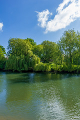 Fototapeta premium A view of magestic trees along the bank of a calm river under a majestic blue sky and white clouds