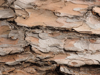 Pine bark background