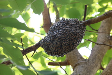 bee swarm of bees