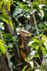Bird on branch