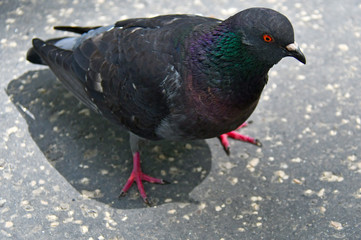 gray urban dove