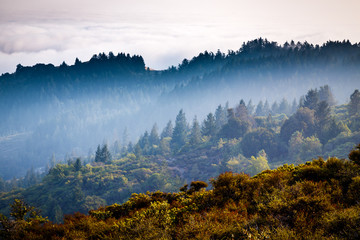 Mystical landscape with forested mountains and fog. San Francisco, California USA