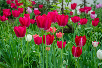 Colorful tulip field with blurred flower as background, mix colored tulips in the garden in the backyard, springtime moments