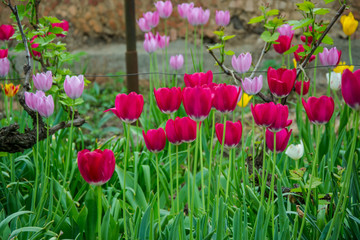 Fototapeta premium Colorful tulip field with blurred flower as background, mix colored tulips in the garden in the backyard, springtime moments