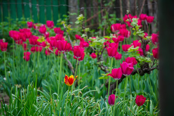 Colorful tulip field with blurred flower as background, mix colored tulips in the garden in the backyard, springtime moments