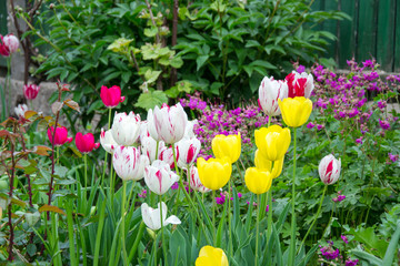 Colorful tulip field with blurred flower as background, mix colored tulips in the garden in the...