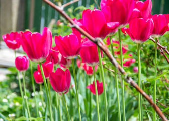 Colorful tulip field with blurred flower as background, mix colored tulips in the garden in the backyard, springtime moments