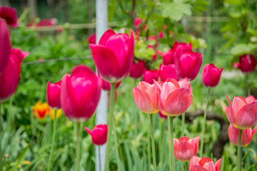 Colorful tulip field with blurred flower as background, mix colored tulips in the garden in the backyard, springtime moments