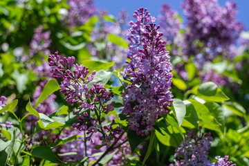 blooming lilac against the sky