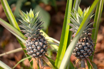 Obraz premium pineapples on tree , nature fruit