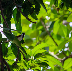 green leaves of a tree with a sparrow sitting on it