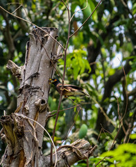 Bird protecting it's nest