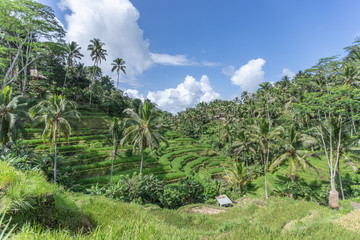 Fototapeta na wymiar Tegalalang Reisfelder