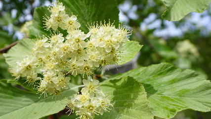 Sorbus alnifolia branch with small white flowers and green leaves close up. Also called alder-leafed whitebeam, Korean whitebeam, or Korean mountain ash.