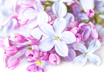 Beautiful lilac flowers. Floral motif wallpaper