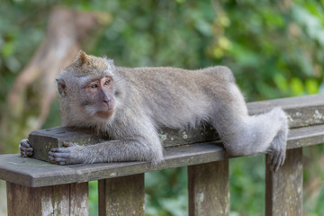 Monkey Forest Bali