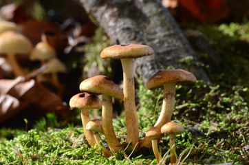 mushrooms among the dry leaves in autumn in Liguria
