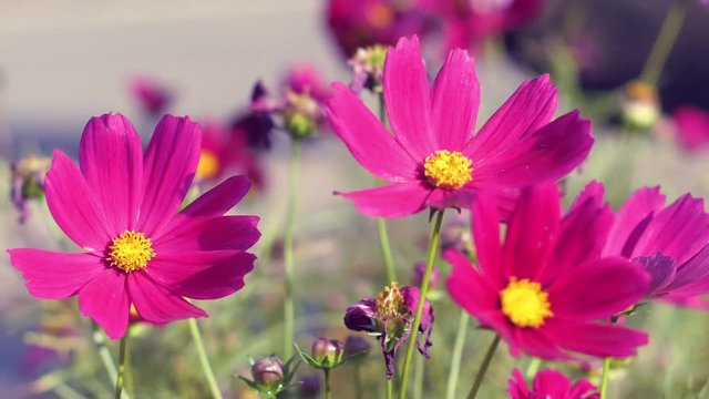footage of pink flower slow motion