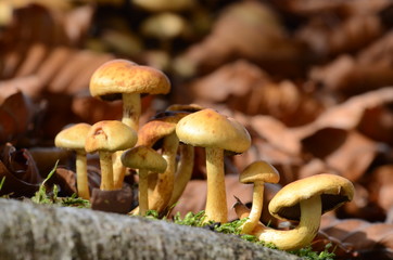 mushrooms among the dry leaves in autumn in Liguria