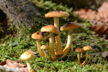 mushrooms among the dry leaves in autumn in Liguria