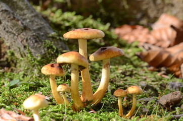 mushrooms among the dry leaves in autumn in Liguria