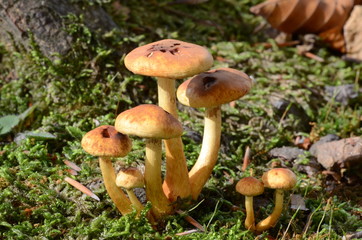 mushrooms among the dry leaves in autumn in Liguria