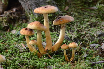 mushrooms among the dry leaves in autumn in Liguria