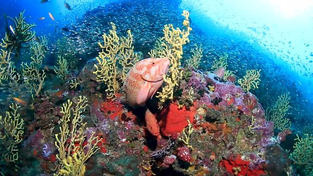 Colorful tropical fish on a coral reef