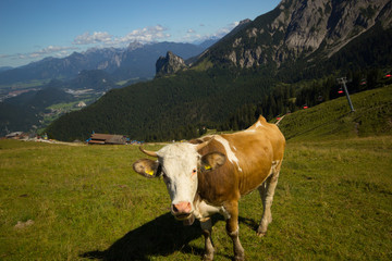 Fototapeta na wymiar Kuh auf der Almweide 