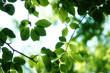 葉　新緑　若葉　光　ボケ　ぼけ
