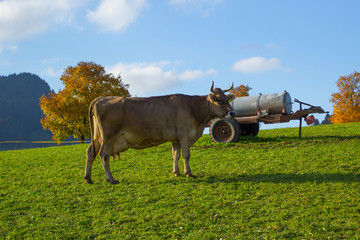 Kuh auf der Weide im Herbst