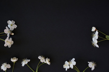white flowers on black background. the view from the top, a place for advertising or text