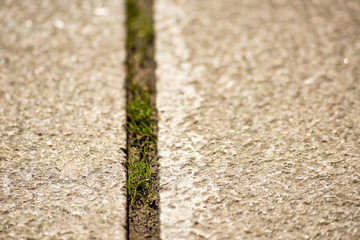 Grass grows through the surface of the road