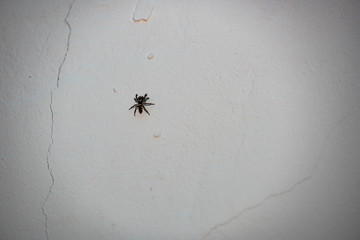The spider is sitting on the wall