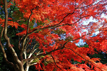 Looking up in the autumn forest