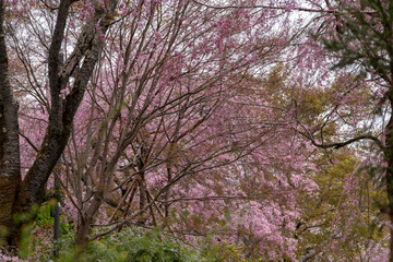 原谷苑　八重紅枝垂桜